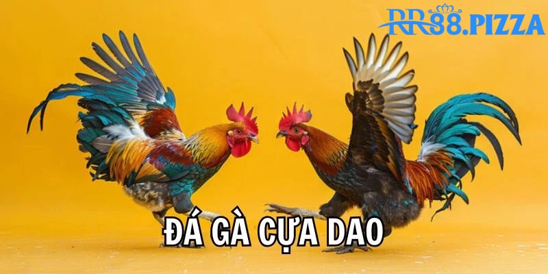 Đá gà cựa dao là loại hình giải trí truyền thống